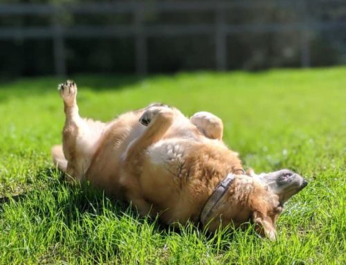 Spring Allergies in Dogs in The Woodlands, TX | Signs & Daycare Benefits