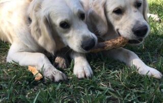 Dogs Sharing a Stick at Ruff's Dog Ranch