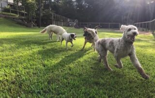 Dog Daycare and Boarding in The Woodlands and Granbury, TX