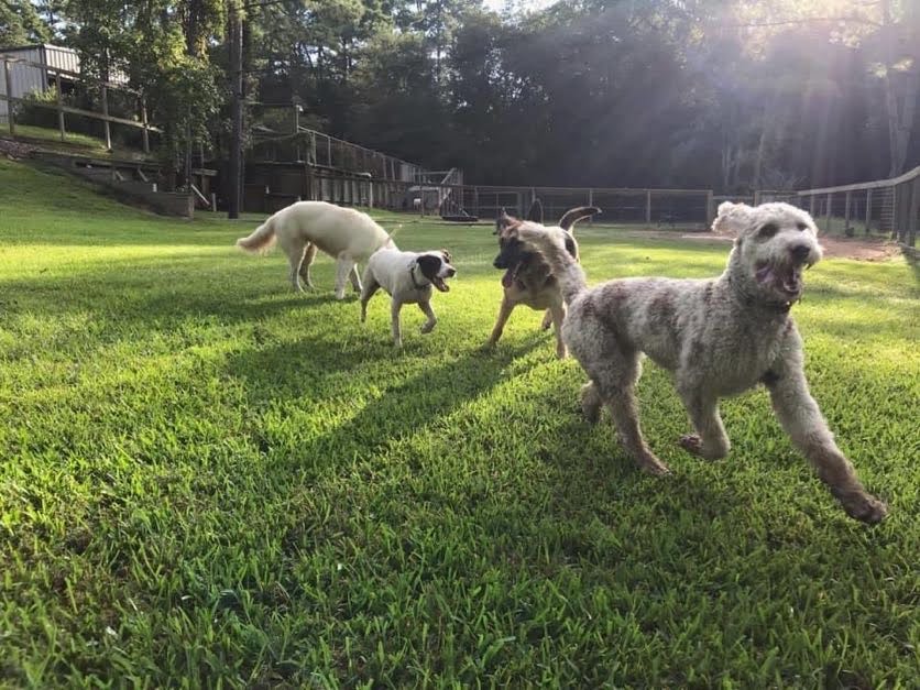 Dog Daycare and Boarding in The Woodlands and Granbury, TX