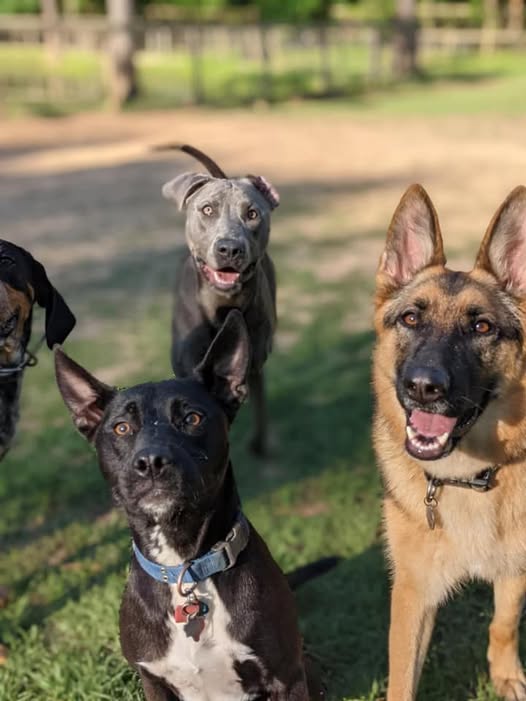 Dog Training with Ruff’s Dog Ranch