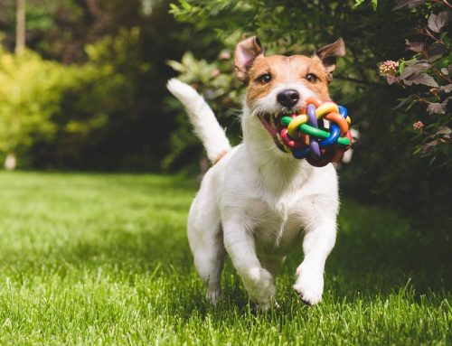 Is it Safe to Board My Dog in the Summer Heat?