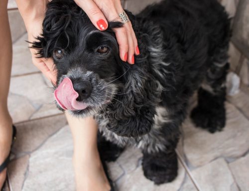 Back to School Means a New Routine for Your Dog, Too